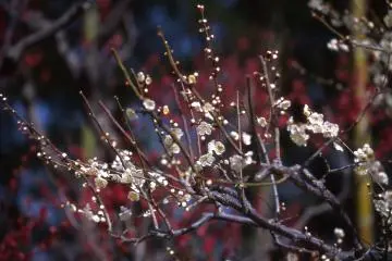<p>Small white plum buds with red plum blossoms in the background</p>