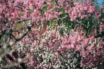 <p>Sweet scent of plum blossoms fills the air</p>