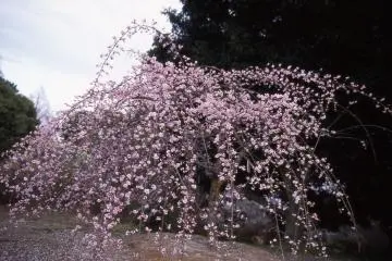 <p>Cascading branches of plum blossoms almost in full-bloom!</p>