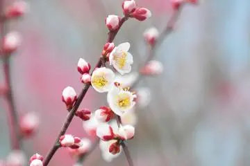 <p>What lovely little plum blossoms!</p>