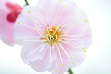 <p>Petals in pale pink</p>