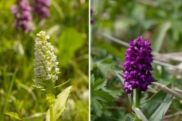 Keyflowers