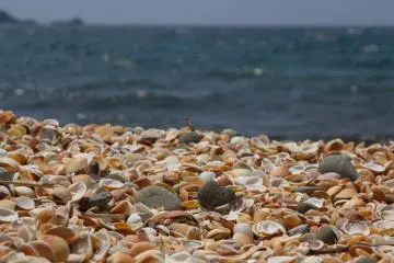 Shell beach