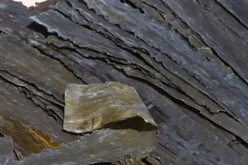 Dried algae