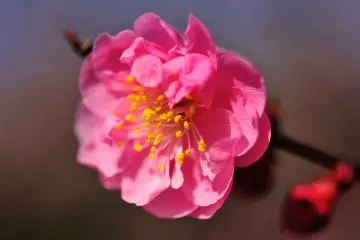 ดอกพลัม ยะเอะ-อุเมะ ที่สุดสวย กับกลีบดอกที่ซ้อนกันหลายกลีบ