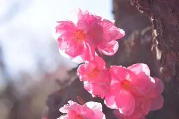 ดอกพลัม ยะเอะ-อุเมะ ที่สุดสวย