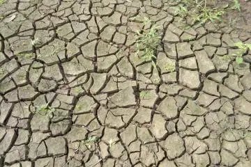 <p>Dried out mud in the bottom of the lake. &nbsp;</p>