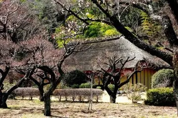 บ้านหลังคามุงหญ้า  Nagai Residence กับสวนพลัม