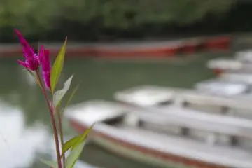 Le stationnement des barques près du domaine d'Ohana
