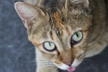 Il est facile de repérer les chats se prélassant