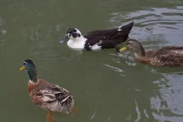 Des sauvagins et des tortues habitent dans le canal