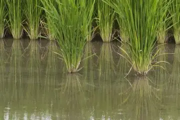 Les canaux étaient à l'origine un réseau d'irrigation jusqu'à ce qu'ils soient transformés en canaux il y a 400 ans.