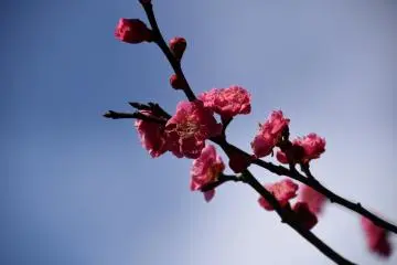 <p>Pink blossoms reaching for sunshine</p>