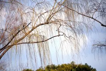 <p>Somewhat yellowish weeping willow tree in the park</p>
