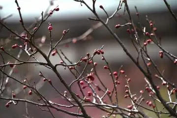 <p>Small plum buds waiting to bloom</p>