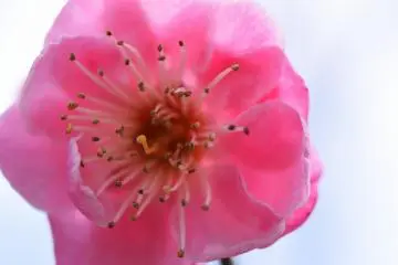 <p>Close-up look at the pink blossom</p>