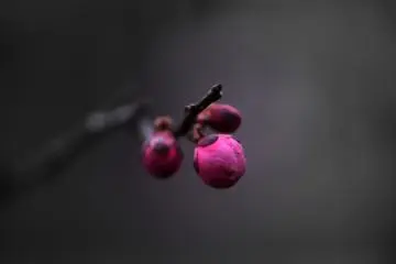 <p>Waiting to bloom in the dark</p>