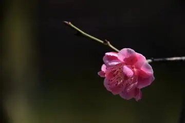 <p>All the sweet promise of spring in one tiny bloom</p>