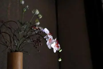 <p>Elegant orchid decorating a simple Japanese room</p>