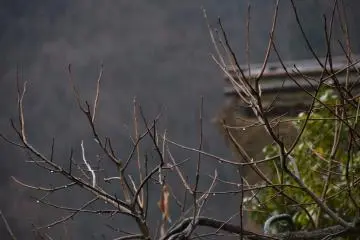 <p>Bare branches in the rain</p>
