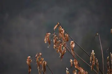 <p>Dead leaves hanging onto the branches in the dripping rain</p>