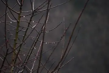 <p>Plum buds waiting to bloom</p>