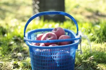 <p>A picture of the apples collected that are put in a basket to later be put in a 20kg crate.&nbsp;</p>