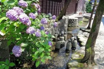 <p>ดอกไม้ของอิงาวะ-โคมิจิ</p>