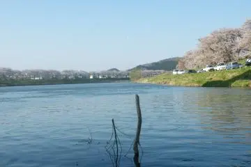 It's an amazing sight to witness when all the trees are in bloom
