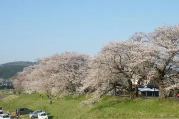 Just look at those trees