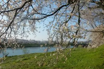 Peeking through the blossoms