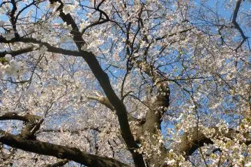 Cherry blossoms every which way you look