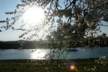 <p>The sun gently playing with the flowers as it heads to the west</p>