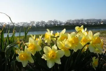 <p>Flower lovers will have a great time here</p>