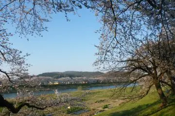 <p>Cherry blossoms to your heart's content</p>