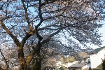 <p>Imagine taking a stroll along this road lined with cherry blossoms</p>