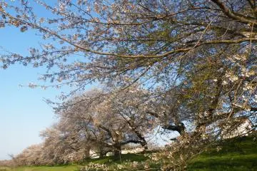 <p>The branches beckon you forth</p>