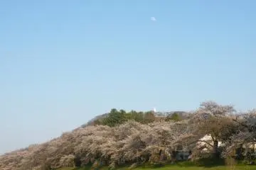 <p>Even the moon came out early to see the cherry blossoms</p>