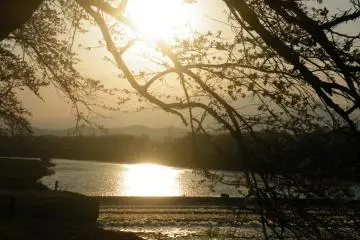 <p>A lovely sunset through the branches</p>