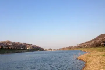 <p>Both banks of the Shiroishi River are lined with the trees, making it a spectacular sight.</p>