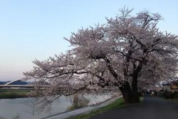 <p>Each tree was spectacular!</p>