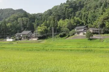 <p>Green rice fields with woodland landscape</p>