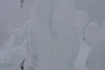 <p>This one looks like a huge bear!</p>