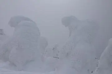 <p>Just think, those are trees! Trees with snow!</p>