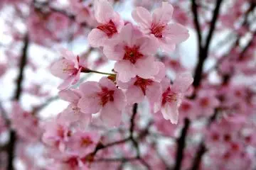 <p>The shape of the petals indicates this is cherry blossom</p>
