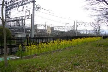 <p>Canola blossom beside the railway lines</p>