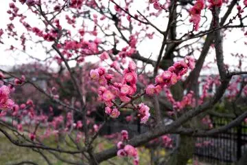 <p>Beautiful double pink blossom</p>
