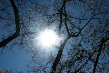 <p>Even squinting at the sun through the trees is a beautiful sight.</p>
