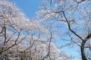 <p>From any angle, they're lovely.</p>