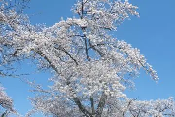 <p>The trees are quite a sight</p>